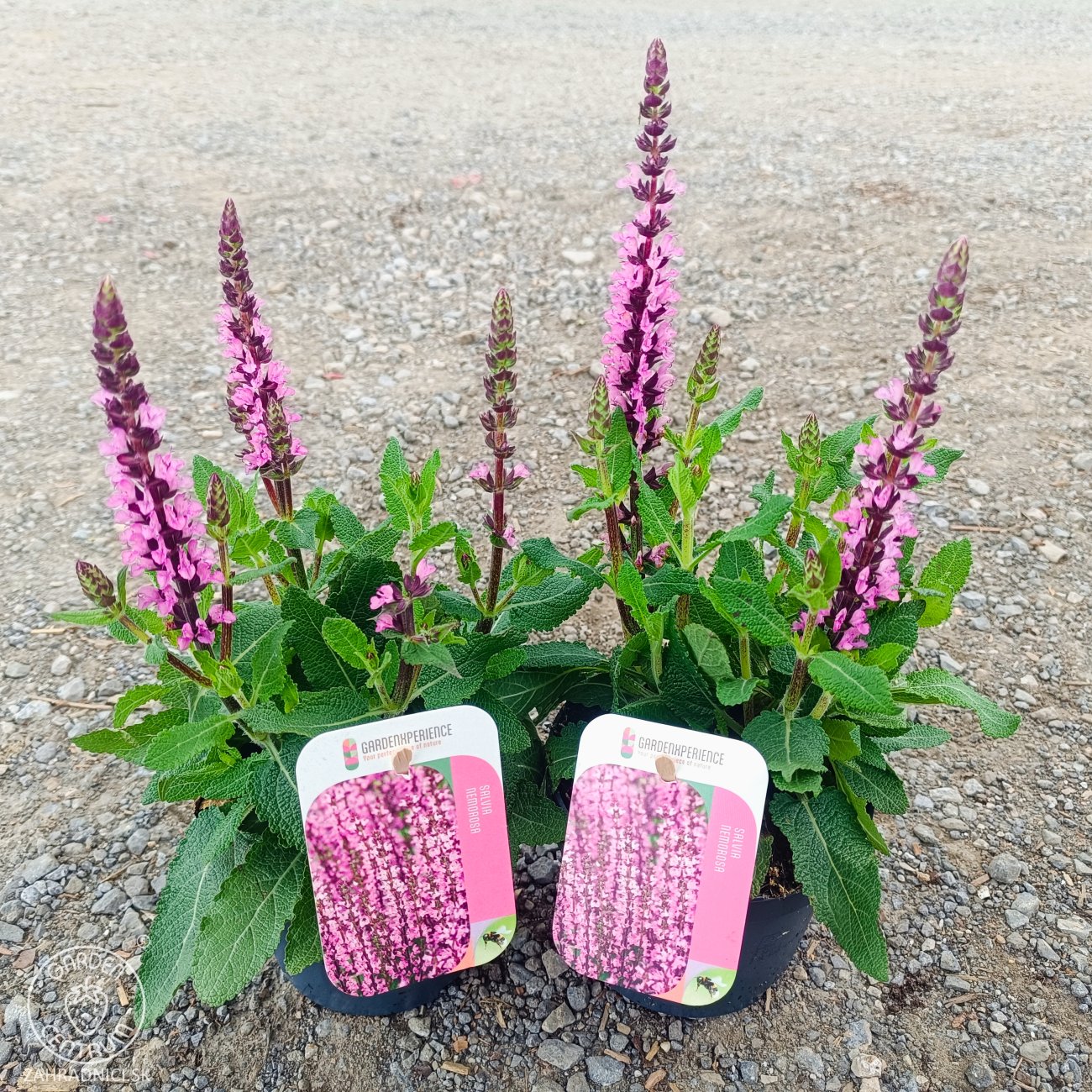 Obrázok Šalvia hájna (Salvia nemorosa) ´SENSATION ROSE´ - kont. P13